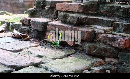 Primo piano dei resti di un vecchio muro di mattoni, con mattoni intemperiti, e erba minuscola che cresce fuori da tra i mattoni. Foto Stock