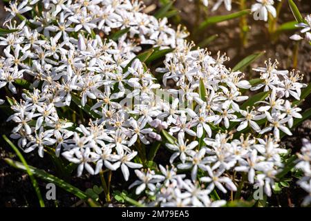 Bifolia Scilla con fiori bianchi. Sfondo naturale dei primi fiori primaverili Foto Stock