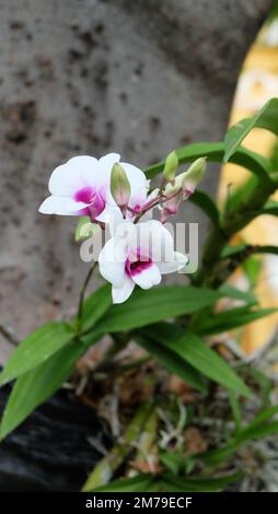 Una foto verticale di pianta di orchidea fiorente, che ha fiori bianchi con centro rosa. Foto Stock