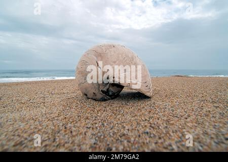 Cymatoceras ammonite scavata dagli strati a livello cretaceo fotografati sulla riva del mare. Gli Ammoniti sono gli antenati del 'moderno' Nautilus. Foto Stock
