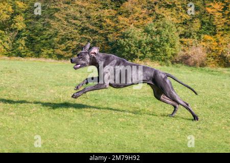 Blue Great Dane, una delle razze di cani più grandi, maschio, che corre giocosamente e potente attraverso un prato verde erba in autunno, Germania Foto Stock