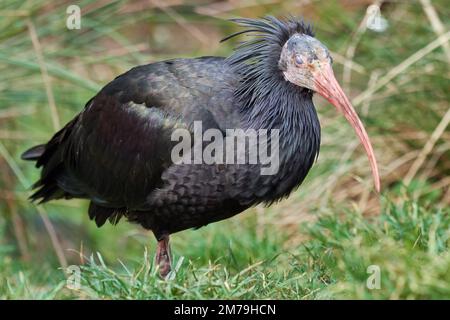 Northern Bald ibis o Waldrapp (Geronticus eremita) Foto Stock