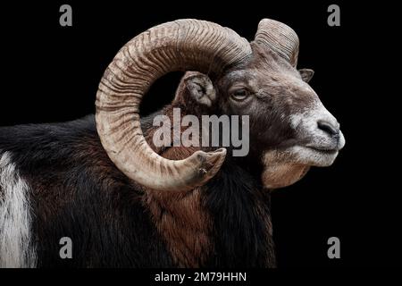 Primo piano vista laterale del montone di muflon europeo (Ovis aries musimon) isolato su sfondo nero Foto Stock