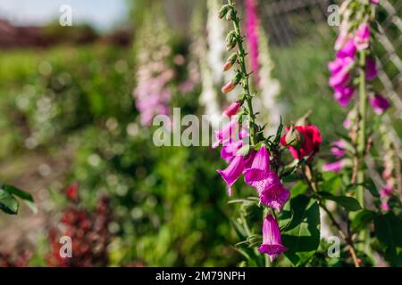 Primo piano dei fiori rosa viola bianco foxglove fioriscono nel giardino estivo. Digitale in fiore. Sfondo floreale Foto Stock