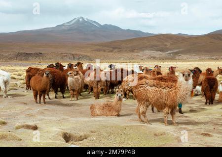 Alpaca (Vicugna pacos) nella Reserva Nacional de Fauna Andina Eduardo Avaroa, Departamento Potosi, Bolivia Foto Stock