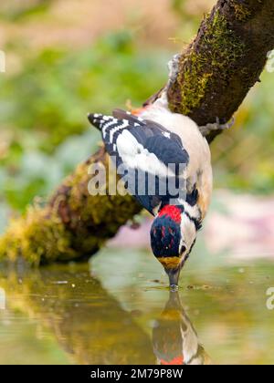 Grande picchio macchiato (Dendrocopos major), giovane maschio appeso su un ramo e acqua potabile nelle falde, Solms, Assia, Germania Foto Stock