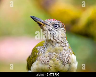 Picchio verde europeo (Picus viridis) giovane uccello, Solms, Assia, Germania Foto Stock