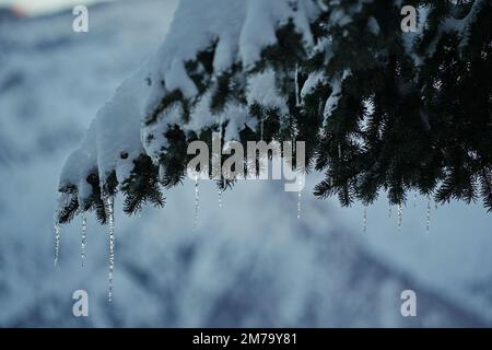 Inverno, ramo di abete ricoperto di neve fresca con ciclicini Foto Stock