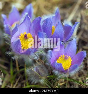 Pasqueflower. Bel fiore blu di pasque maggiore o pasqueflower sul prato, in latino pulsatilla grandis Foto Stock