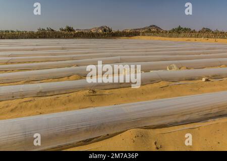 Piccole serre tunnel di plastica nel villaggio di al Hayz, Egitto Foto Stock