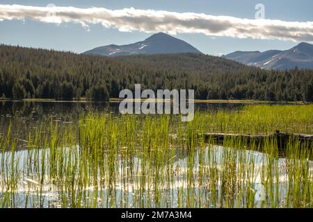 Canne d'erba ai margini del lago Dog a Yosemite Foto Stock