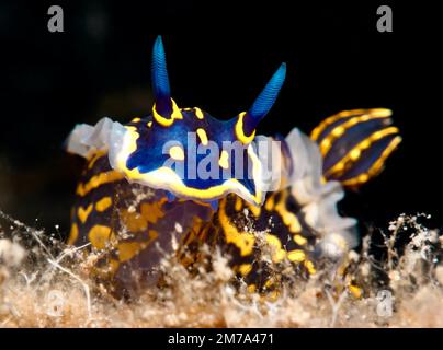 Regal Sea Goddess - nudibranch Felimare picta Foto Stock