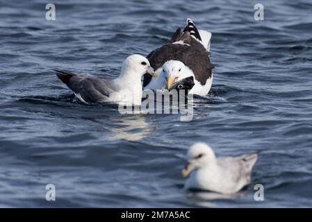 Un grande gabbiano nero-backed e fulmars che combattono per i pesci morti del merluzzo carbonaro nell'Oceano Artico nella Norvegia settentrionale. Foto Stock