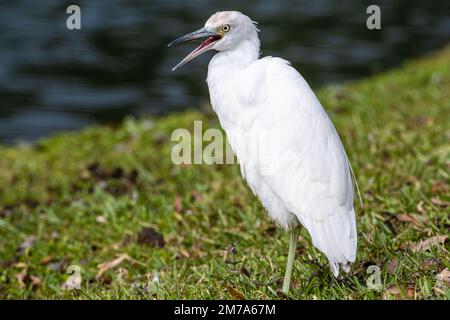 Gretta innevata (Egretta thula) che si agguanta lungo la costa al Bird Island Park a Ponte Vedra Beach, Florida. (USA) Foto Stock