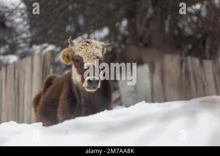 Una giovane vacca con un tag sull'orecchio nella neve, sfondo rurale Foto Stock