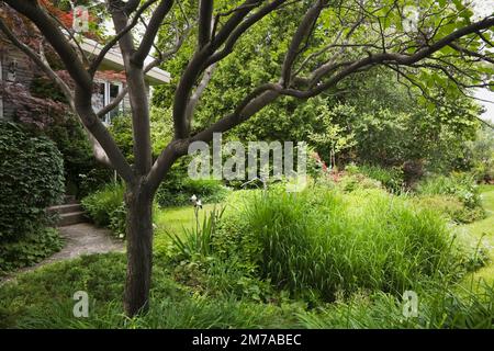 Cortile anteriore giardino ornamentale biologico e la facciata della casa in tarda primavera. Foto Stock