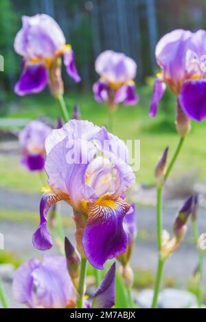 Fiori di Iris (Iris germanica) in belle sfumature di fiore da chiaro a viola brillante in una giornata di sole in un giardino di casa. Foto Stock