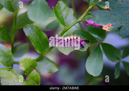 Farfalla bruco, comune brushtail, o onda antica, o pennello antico, Orgyia antiqua. Foto Stock