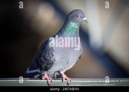 primo piano di un bellissimo piccione cittadino grigio uccello urbano o colomba seduta sul parapetto in giorno luce del sole e ombre su sfondo sfocato Foto Stock