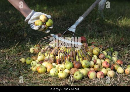 il giardiniere in guanti da giardino ha rastrellato un mucchio di frutta caduta e infetta marciume mele e foglie secche sull'erba appassita in autunno. Foto Stock