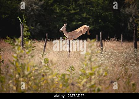 Foto di cervi femminili che saltano da una recinzione a Subotica, Serbia. Cervi o cervi veri sono mammiferi ruminanti ungulati che formano la famiglia Cervidae. Foto Stock