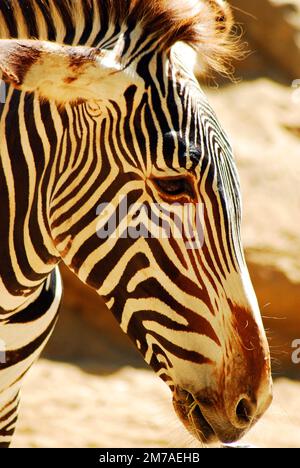 Un primo piano rivela le strisce bianche e nere di una zebra sulla sua testa e lungo il muso Foto Stock