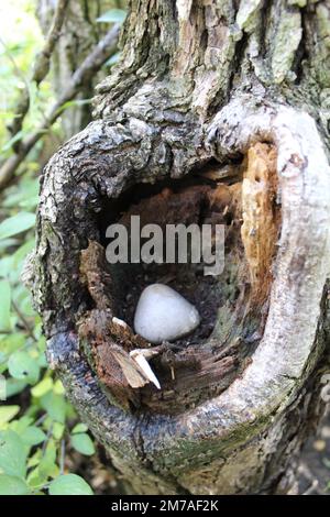 Un fungo nascosto in un albero cavo Foto Stock