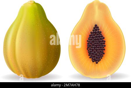 Papaia realistica isolato su bianco Illustrazione Vettoriale