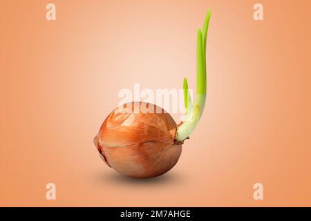 Germoglio di cipolla isolato su fondo arancione con percorso di ritaglio Foto Stock