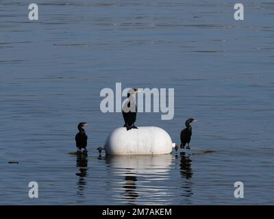 Tre piccoli cormorani neri in un lago con due arroccato su corde e uno arroccato su una boa bianca in Lake Woodlands, Texas. Foto Stock