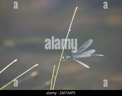 Vento soffiato Azure bluet o Coenagrion puella libellula appesa su un gambo di pianta. Fotografato in Montana con una profondità di campo bassa. Foto Stock