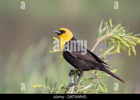 Maschio di uccello nero dalla testa gialla appollaiato sul ramo, Calgary, Alberta, Canada. (Xanthocephalus xanthocephalus) Foto Stock