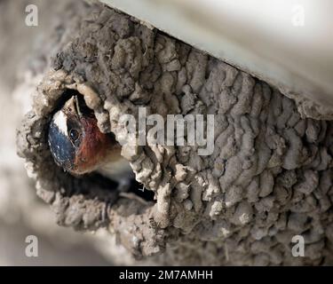 American Cliff Swallow costruzione nido con fango coperto becco sotto un ponte di città a Calgary, Alberta, Canada (Petrochelidon pirrhonota) Foto Stock