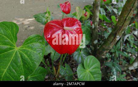 Primo piano di un'infiorescenza di un fiore rosso di Anthurium conosciuto anche come fiore rosso di fenicottero nel giardino Foto Stock