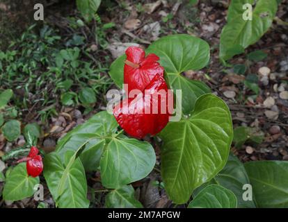 Un petalo rosso scuro ricurvo fiore di Anthurium fiorisce nel giardino. Questo fiore chiamato anche come il fiore di Flamingo Foto Stock