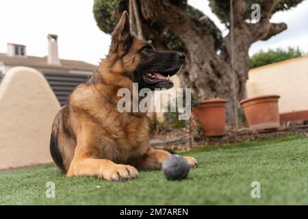 Adorabile cane ributtato con bocca aperta guardando lontano mentre sdraiato sul prato verde vicino alla palla nel giorno d'estate Foto Stock