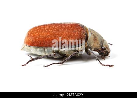 La bellezza degli coleotteri. Macrofotografia di uno scarabeo rosso e marrone isolato su bianco. Foto Stock