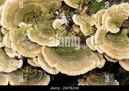 Trametes betulina grappolo di funghi che cresce su ceppo morto di conifere. El Corte de Madera Creek Preserve, California Foto Stock