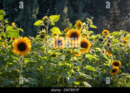 Una vista aerea dei girasoli in crescita nel campo di girasoli Foto Stock