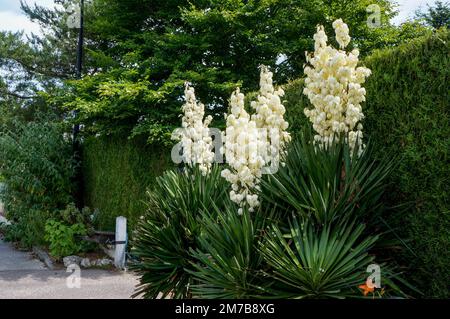 Yucca filamentosa Foto Stock