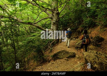 Camino de los Llanos de la Larri, Pirineo Aragones, Huesca, Spagna. Foto Stock