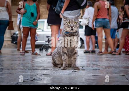 Dubrovnik, Croazia - un bel gatto di strada con folle di turisti alle spalle Foto Stock