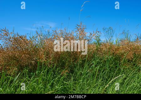 Selvaggio, sviluppo naturale. Piante non coltivate in campagna. Foto Stock