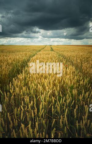 Ruote in un campo di grano e nuvole scure, paesaggio rurale estivo, Staw, Polonia Foto Stock