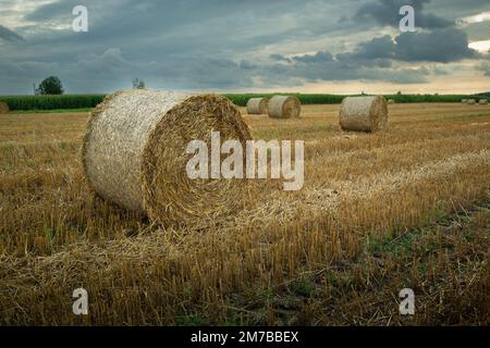 Balle di paglia rotonda nel campo e cielo sovrastato, Polonia orientale Foto Stock