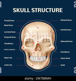 Anatomia del cranio umano. Vista frontale realistica della struttura ossea della testa e del viso, 3D parti dello scheletro isolate e nomi, modello didattico frontale con denti Illustrazione Vettoriale