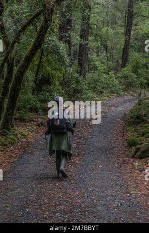 Un escursionista a piedi in lontananza su una piccola strada di ghiaia attraverso la foresta nella contea di Mendocino, nel deserto della California settentrionale. Foto Stock