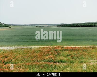 Campo di papaveri rossi vicino al campo di grano verde. Vista aerea. Bella campo scarlatto fiori papaveri con fuoco selettivo. Papaveri rossi in luce soffusa Foto Stock