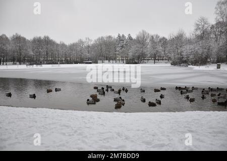 Le anatre Mallard galleggiano nel lago ghiacciato. Gruppo di anatre di mallard su un stagno congelato. Scena naturale da Bad Fussing, Baviera, Germany.Flock di anatre selvatiche. Foto Stock