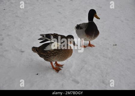 Anatra in una neve. Primo piano anatra alla ralla e drake verde smeraldo. Due anatre selvagge di mallard che si trovano sul molo coperto di neve vicino al fiume. Natura selvaggia lif. Foto Stock
